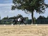 dressage horse Sinestro 7 (Hanoverian, 2018, from Secret)