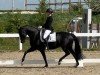 dressage horse First Lady 322 (Westphalian, 2018, from Fürstenball)