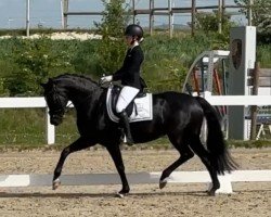 dressage horse First Lady 322 (Westphalian, 2018, from Fürstenball)