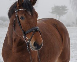 Springpferd Bellingham C (KWPN (Niederländisches Warmblut), 2019, von Untouchable)