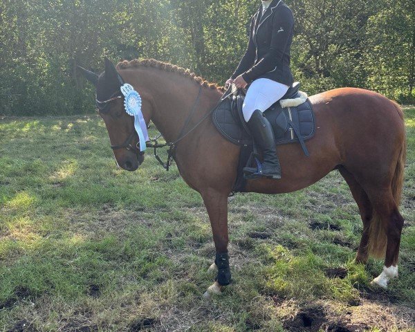 broodmare Santana (German Riding Pony, 2017, from Quaterback's Junior)