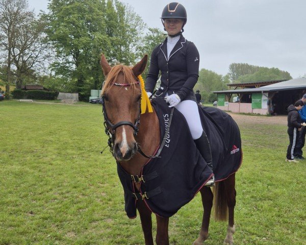 broodmare Santana (German Riding Pony, 2017, from Quaterback's Junior)