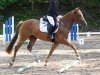 dressage horse Reddy Go (German Riding Pony, 2018, from Bünteeichen Ricardo)