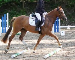 dressage horse Reddy Go (German Riding Pony, 2018, from Bünteeichen Ricardo)