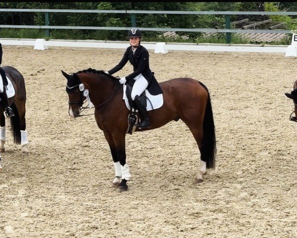 dressage horse Bacardi 204 (Oldenburg, 2010, from Belissimo NRW)