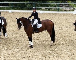 dressage horse Bacardi 204 (Oldenburger, 2010, from Belissimo NRW)