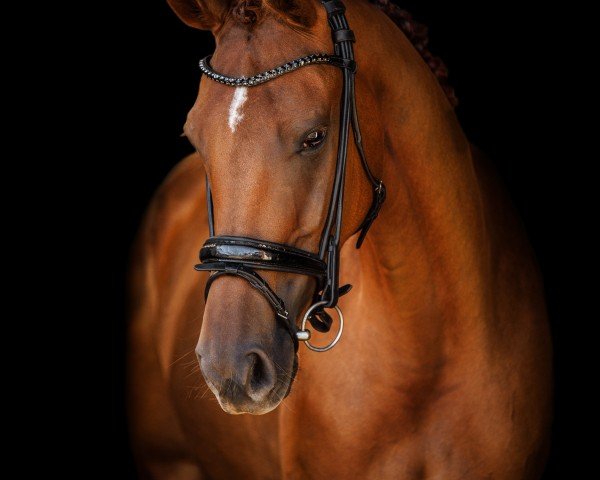 dressage horse Die Diplomatin (Hanoverian, 2018, from Don Nobless)