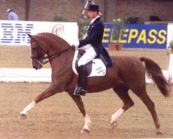 Pferd Amora (Gelderländer, 1982, von Theoloog)