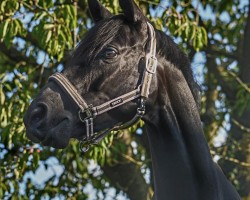 broodmare Danciana P (Hanoverian, 2014, from Danciano)