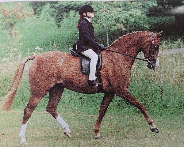 Pferd Woodend Tansy (British Riding Pony, 1989, von Stanley Grange Sovereign)