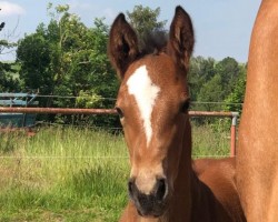 foal by Belle du Matin MM (German Sport Horse, 2024, from Dourkhan Hero Z)