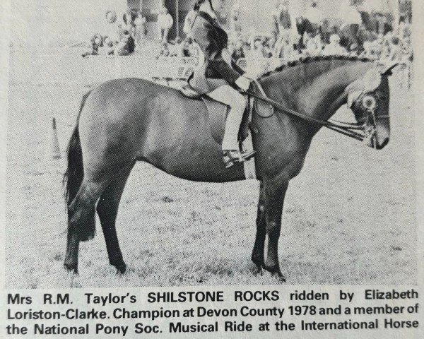 horse Shilstone Rocks Quercina (Dartmoor Pony, 1971, from Shilstone Rocks Okement)