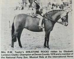 Pferd Shilstone Rocks Quercina (Dartmoor-Pony, 1971, von Shilstone Rocks Okement)