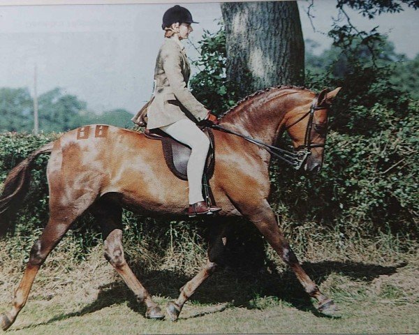 Zuchtstute Spinningdale Anastasia (Welsh Partbred, 1987, von Westacre Concerto)