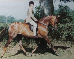 broodmare Spinningdale Anastasia (Welsh Partbred, 1987, from Westacre Concerto)