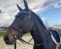 jumper Kadanz (KWPN (Royal Dutch Sporthorse), 2015)