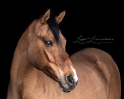 Springpferd Steendieks Costa Quanta (Deutsches Reitpony, 2013, von Classic Dream FH)