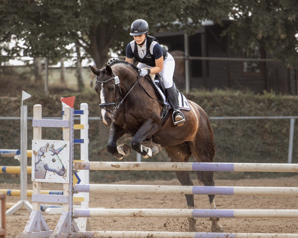 dressage horse Vee de coeur (Sachs-door. Heavy Warmbl., 2011, from Underberg)