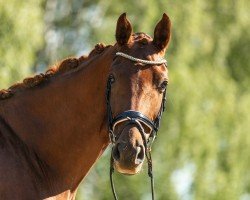 dressage horse Feines Püppchen GS (Hanoverian, 2019, from Finnigan)