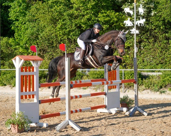 jumper Cordula 55 (German Sport Horse, 2014, from Copyright 17)