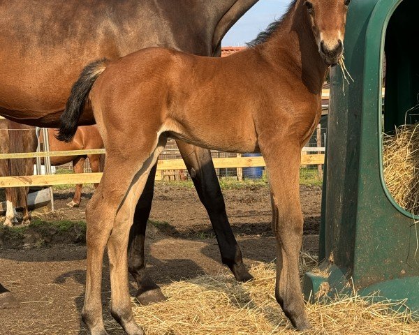 foal by Fivala (Hanoverian, 2024, from Figari)