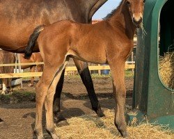 foal by Fivala (Hanoverian, 2024, from Figari)