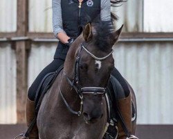 dressage horse Big Dynamite (Deutsches Reitpony, 2009, from Danny Gold)