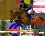 Deckhengst Just Biscuit van het Vlierhof (Belgisches Warmblut, 2009, von Flipper d'Elle)