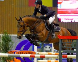 Deckhengst Just Biscuit van het Vlierhof (Belgisches Warmblut, 2009, von Flipper d'Elle)