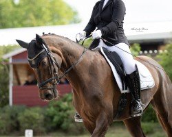 dressage horse Amber (Bayer, 2012, from Boston)