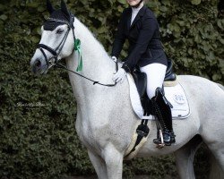 dressage horse Habe die Ehre (Hanoverian, 2015, from Hohenstaufen I)