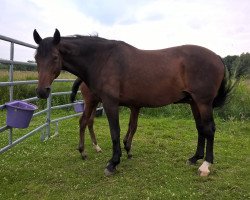 broodmare Sohe (KWPN (Royal Dutch Sporthorse), 1999, from Catano)