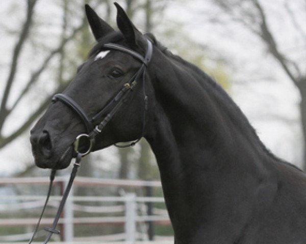 broodmare Ribana (Hanoverian, 2005, from Rotspon)