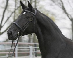 broodmare Ribana (Hanoverian, 2005, from Rotspon)