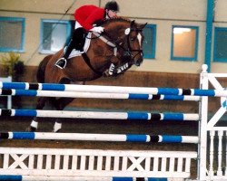 stallion Cernunnus von Hof (Swiss Warmblood, 1996, from Calando II)