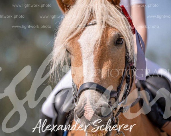 dressage horse Dream Little Dream (Haflinger, 2018)