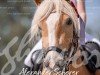 Dressurpferd Dream Little Dream (Haflinger, 2018)