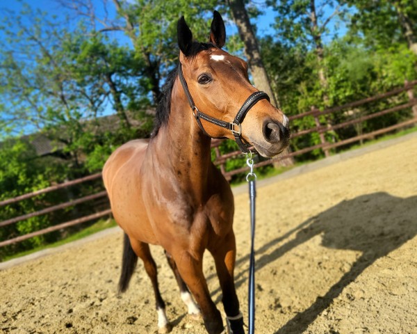 horse Poly Obolensky (Rhinelander, 2012, from Polystar)