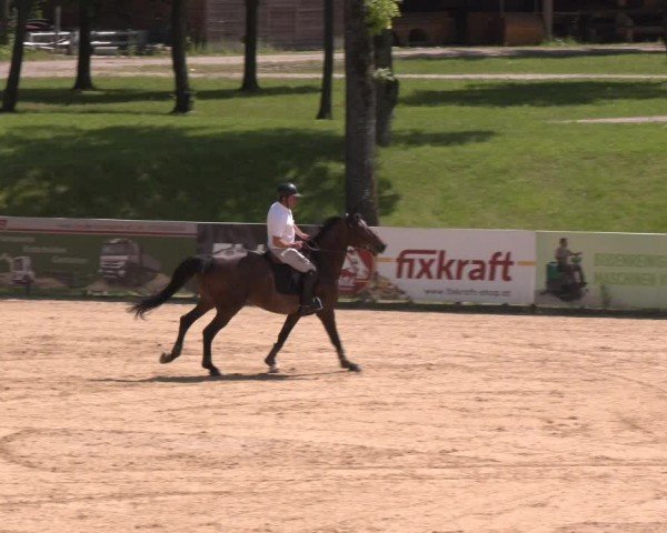 Reitturnier Stadl-Paura 2024