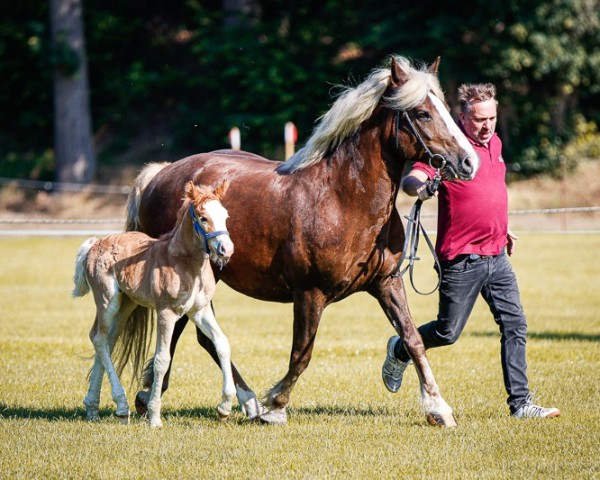 broodmare Fini (Black Forest Horse, 2013, from Rocky)