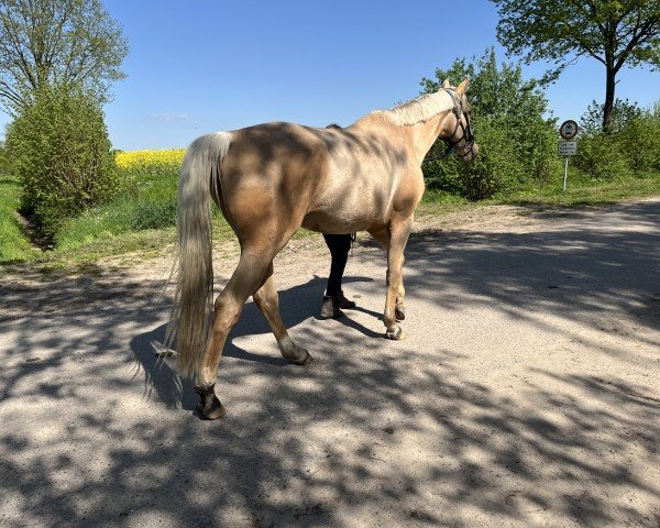 jumper Wings of Pegasus GF (Oldenburg, 2018, from Weissgold GF)