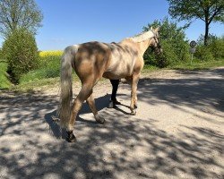 Springpferd Wings of Pegasus GF (Oldenburger, 2018, von Weissgold GF)