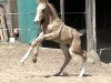 horse OWC Trevelyan EE (Welsh-Cob (Sek. D), 2023, from Foxlight Tomboy)