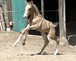 Pferd OWC Trevelyan EE (Welsh-Cob (Sek. D), 2023, von Foxlight Tomboy)