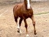 horse OWC Jolanka EE (Welsh-Cob (Sek. D), 2022, from Foxlight Tomboy)