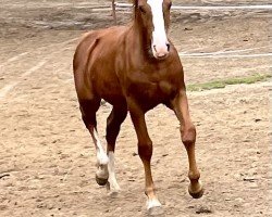 Pferd OWC Jolanka EE (Welsh-Cob (Sek. D), 2022, von Foxlight Tomboy)