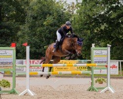 jumper Wesira (German Sport Horse, 2008, from Dornado)