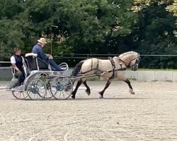 stallion Menai Viscount (Welsh-Cob (Sek. D), 2019, from Menai Cardi Llwyd)