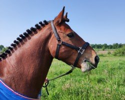 dressage horse Lüttje Danko (unknown, 2016)