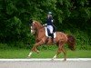 dressage horse Dancing Fire G (Oldenburg, 2004, from Don Larino 171 FIN)